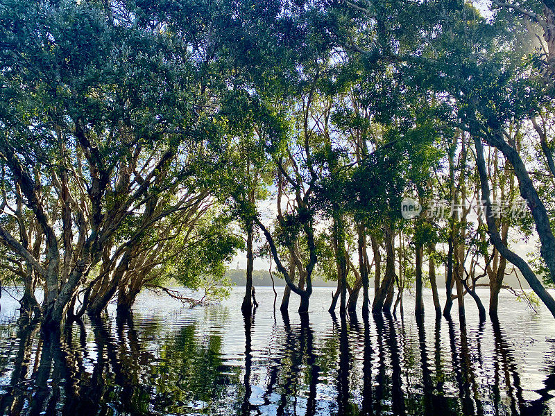 湖映茶树