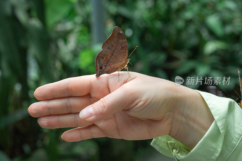 蝴蝶在手。女人手上有美丽的蝴蝶。手指上的蝴蝶，绿色背景，热带森林里的蝴蝶。近距离