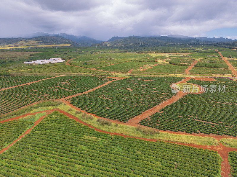 美国夏威夷考艾岛咖啡种植园的鸟瞰图