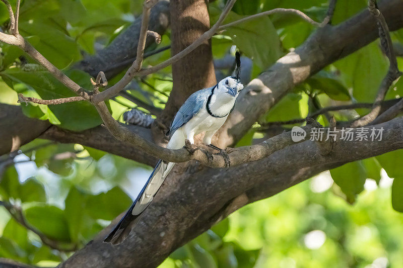 在哥斯达黎加瓜纳卡斯特海滩的一棵树上，一只白色喉鹊。