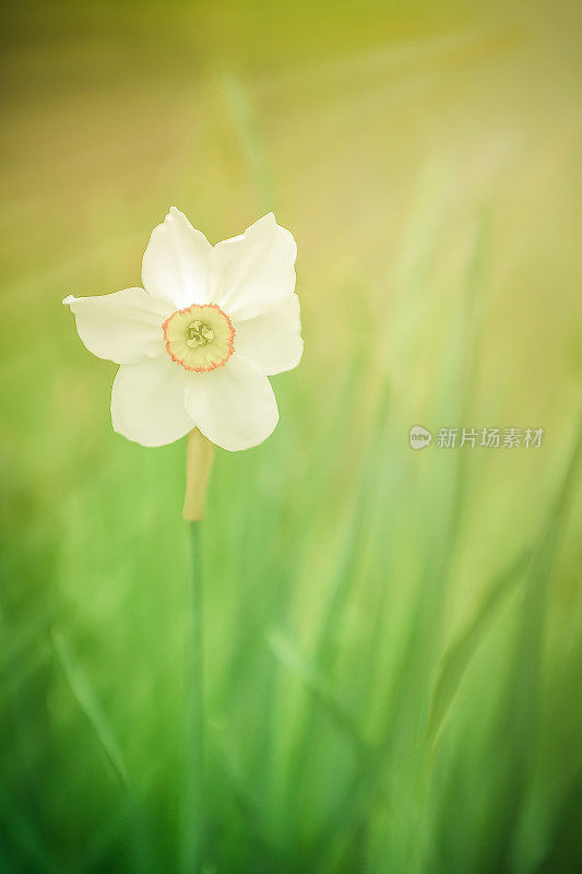 水仙花的花