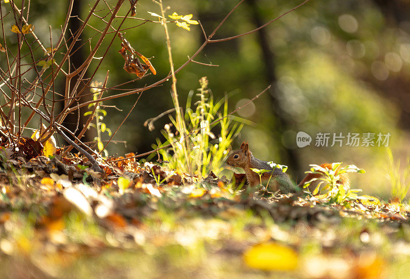 小松鼠在森林里。