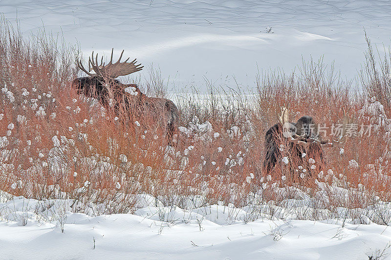 在美国西部怀俄明州和蒙大拿州交界处的黄石国家公园里，两只公驼鹿紧紧地靠在一起，吃着柔软的柳树末端