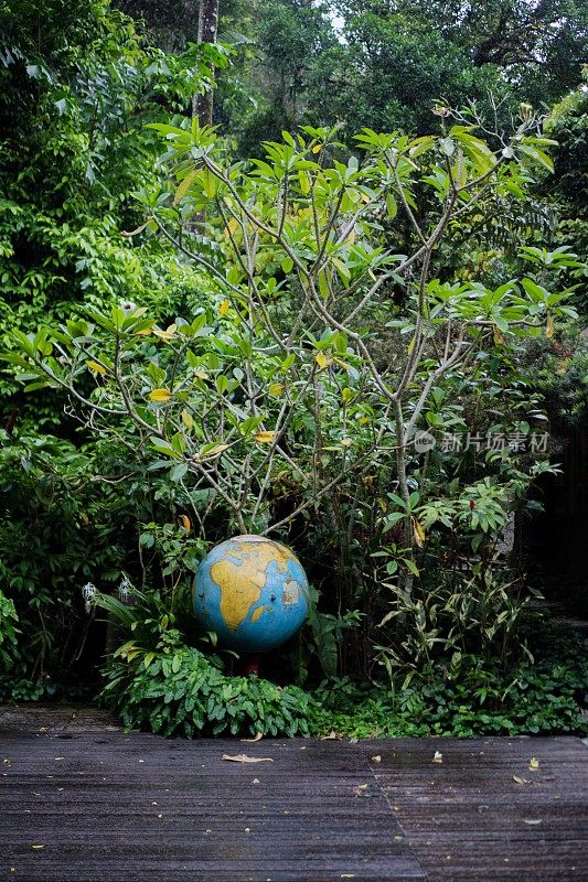 郁郁葱葱的绿色植物在热带丛林森林马来西亚槟城岛