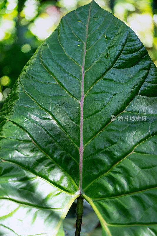 郁郁葱葱的绿色植物在热带丛林森林马来西亚槟城岛