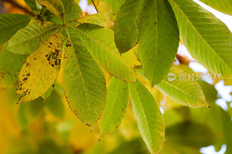 五彩缤纷的秋叶细节