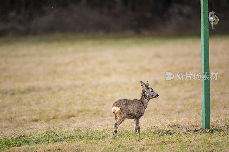 白尾鹿被野生动物喂食站在草地上