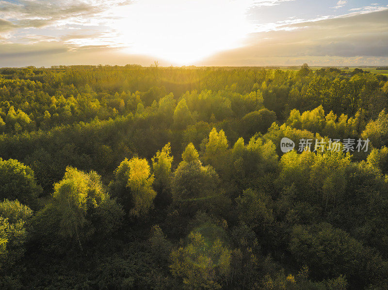 秋天的森林，从上面看五颜六色的树叶