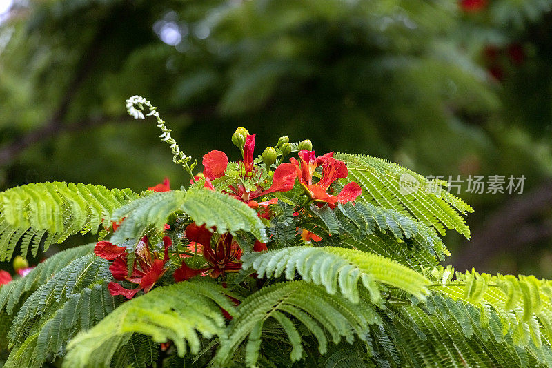 特写开花火焰树与美丽的红色花朵，皇家Poinciana，背景与复制空间