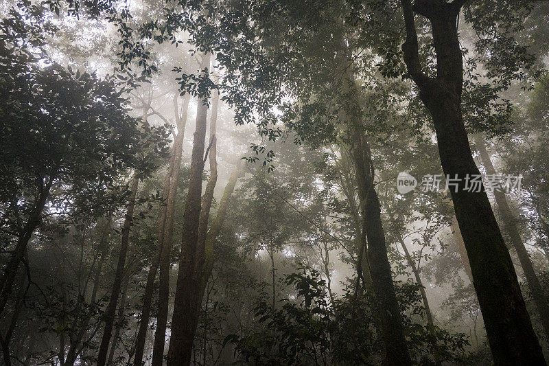 雾时雨林树冠下的大气-资料照片