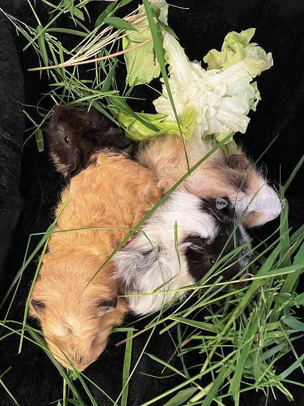 4只年轻的雌性豚鼠依偎在黑色兽医床上，阿比西尼亚和瑞士泰迪杂交品种正在吃草和生菜，特写镜头