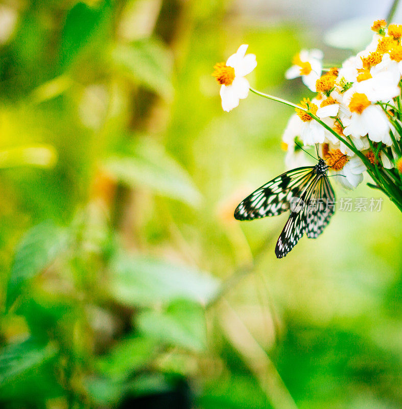 黄白蝴蝶在甘菊上的微距摄影。