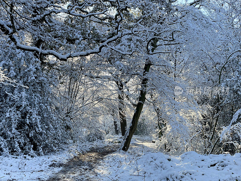 森林里的雪和阳光