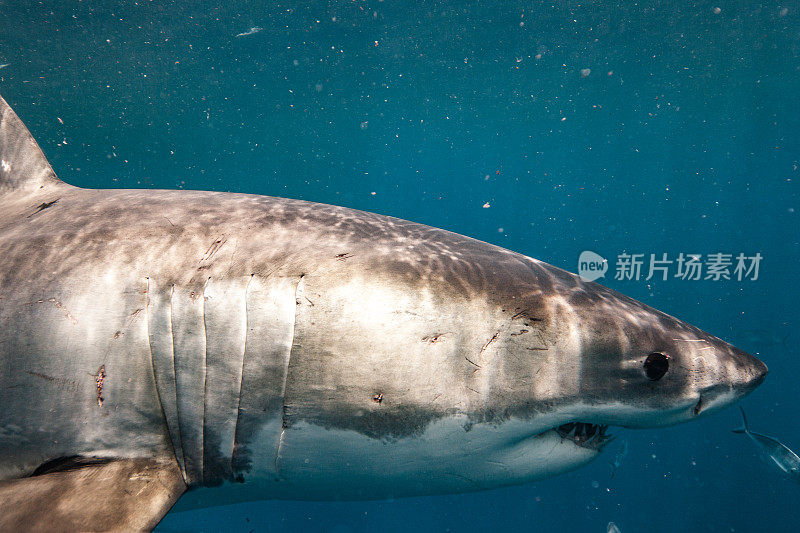 大白鲨在浑浊的水中游动寻找猎物的特写侧视图