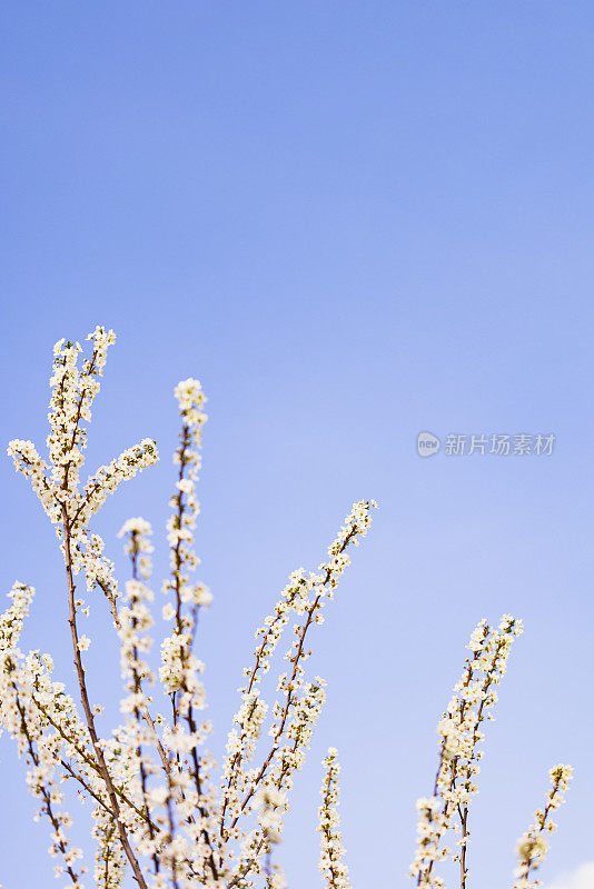 开花枝头的李子树复制空间