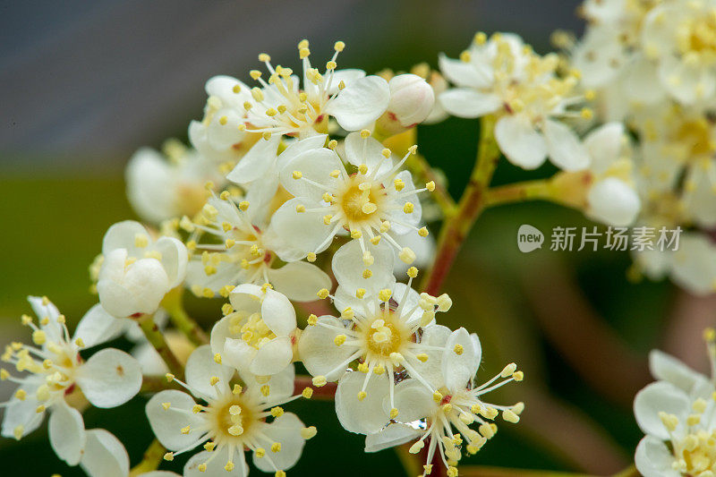 美丽的微距镜头光石楠小白花