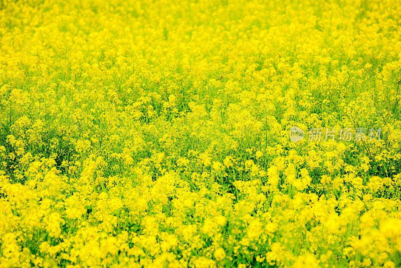 油菜花盛开在田野里