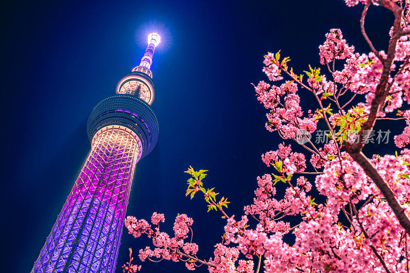 东京天空树与樱花