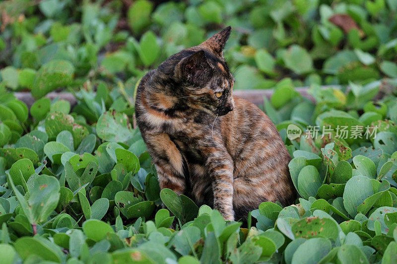 猫在亚齐海滩玩耍