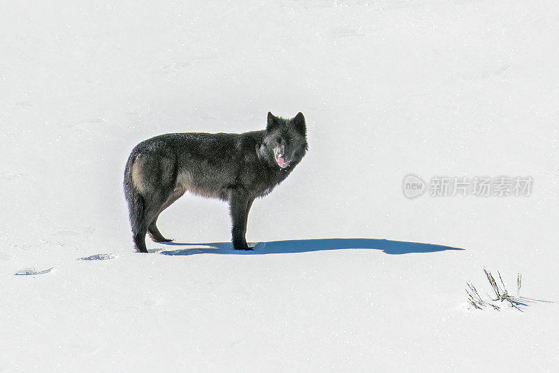 黑色的灰狼在深雪中挣扎