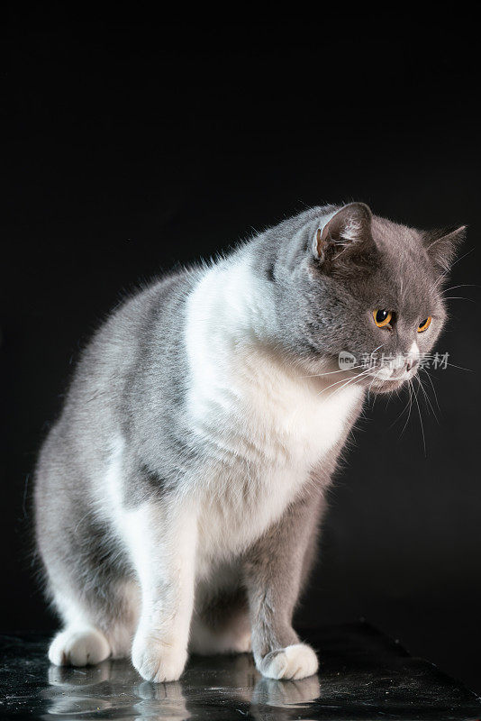 寻找食物的英国短毛猫