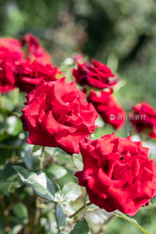 灌木上鲜亮的红玫瑰。软的焦点。本空间