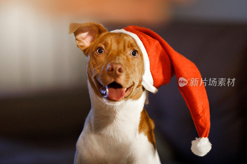 微笑的小狗戴着圣诞老人的帽子