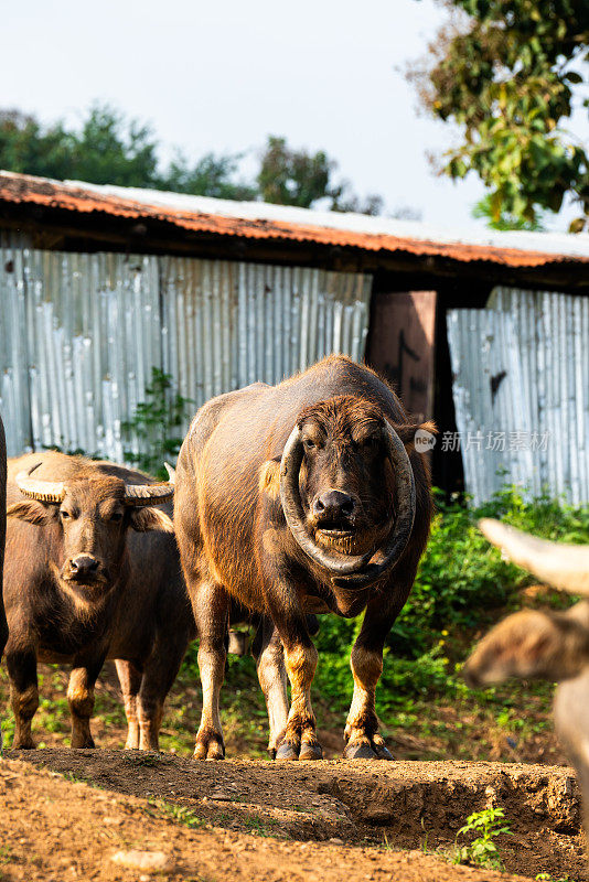 水牛，产自东南亚
