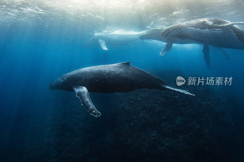 一头座头鲸在水下遭遇热跑，多头鲸在海面附近追逐