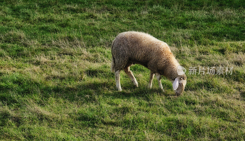 一只单独的羊从羊群中分离出来，舒舒服服地吃着最后一缕晨光。