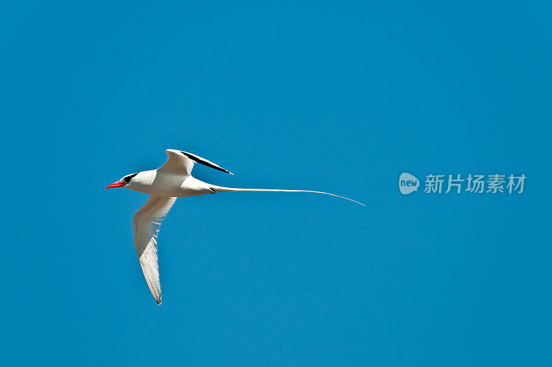 莎莉轻足蟹，葡萄，埃加斯港，詹姆斯岛，圣地亚哥岛，圣地亚哥岛，加拉帕戈斯群岛国家公园，厄瓜多尔。节肢动物门甲壳纲动物。