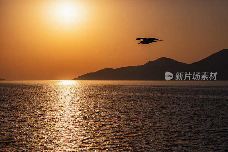 海鸥与大海