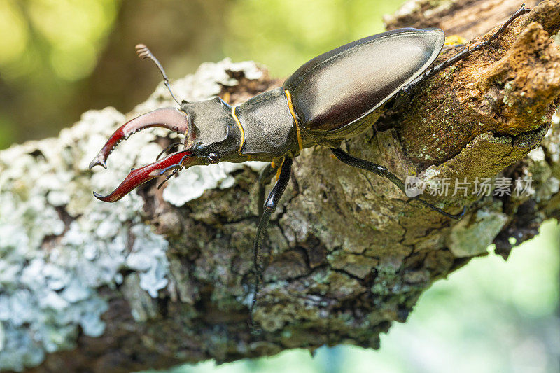 树枝上的欧洲鹿角甲虫