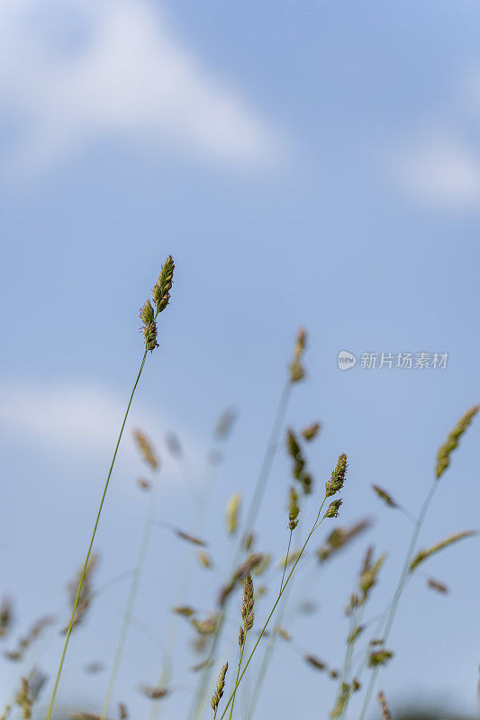 野草映衬着蓝天