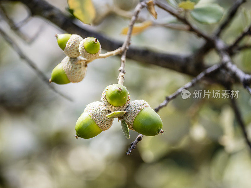 橡子，橡树的果实