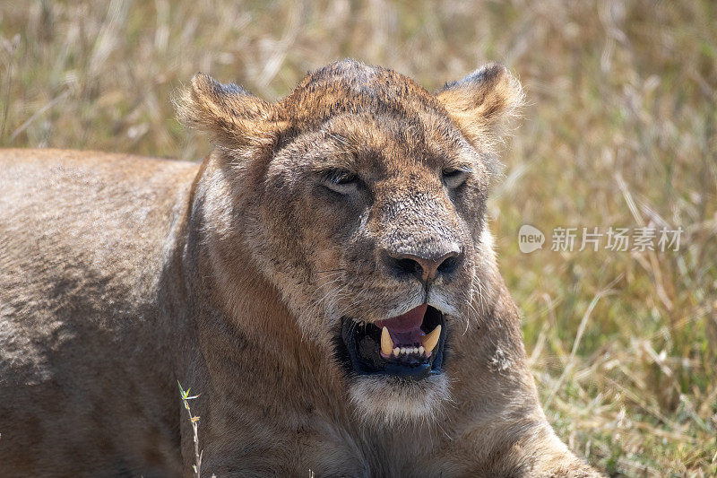 在坦桑尼亚恩戈罗恩戈罗国家公园的平原上，一只母狮在烈日下