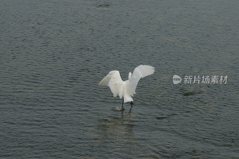 鸟类在山东省的一个湿地公园里进食