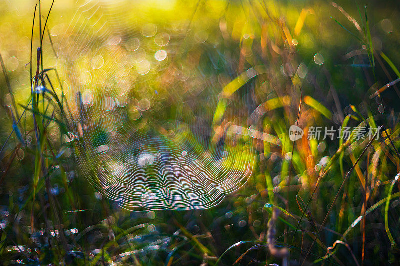 在草地上织网。草叶之间有一张网。晨露和水滴。用旧镜头创造的美丽散景。