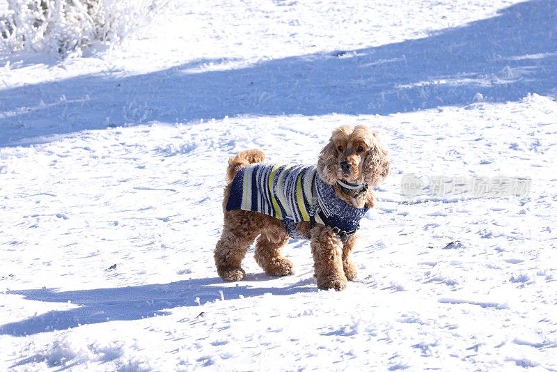 雪中的英国可卡犬