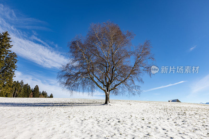 初冬雄伟的白桦树，瑞士中部的第一场雪