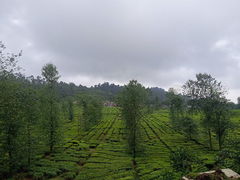 绿树成荫的茶园