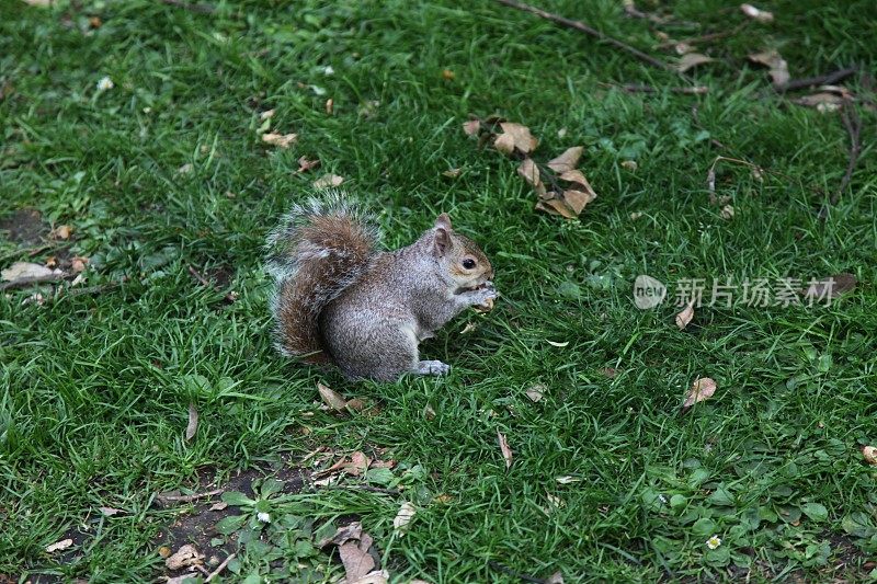 伦敦海德公园里的松鼠