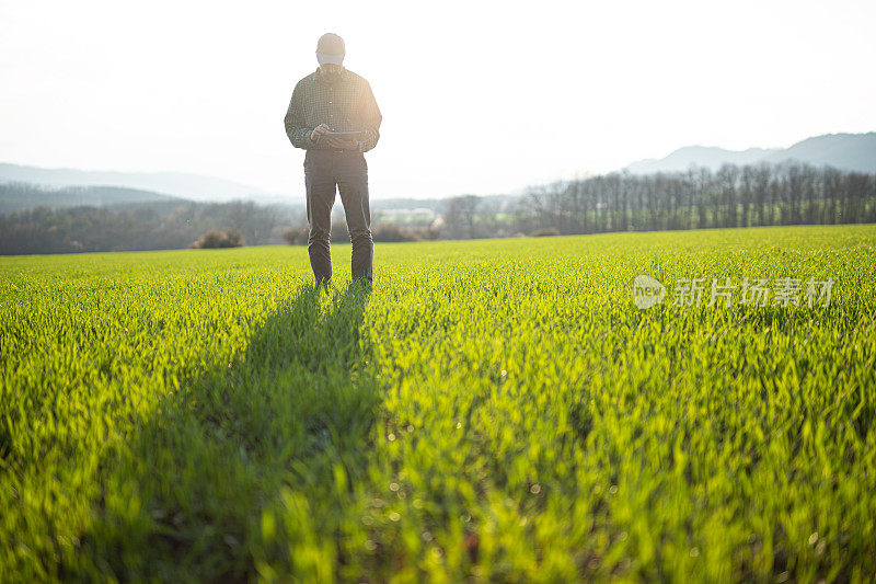 日落时分，聪明的农民在麦田里用平板电脑，复制空间。