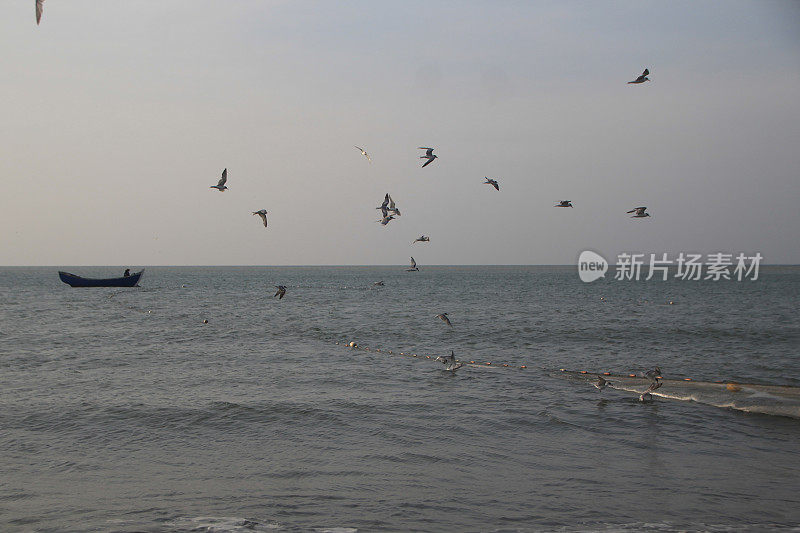 海鸥在波涛的怒吼中低飞