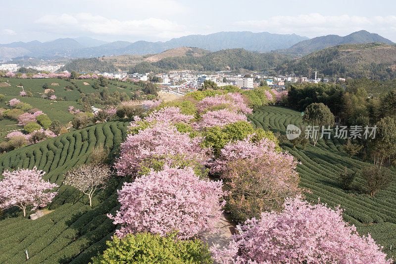 樱桃有机茶山鸟瞰图