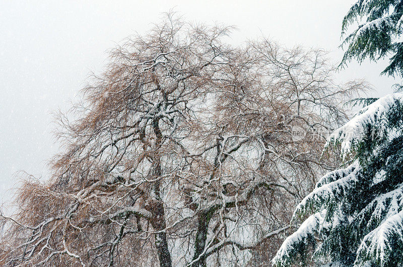 雪覆盖了树木