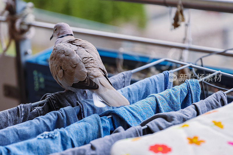 斑鸠走过挂在阳台烘干机上的衣服。城市野生动物。城市里的鸟。鸽子在阳台上寻找食物。牛仔裤和t恤挂在干衣机上。