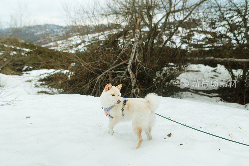 雪上的白色柴犬