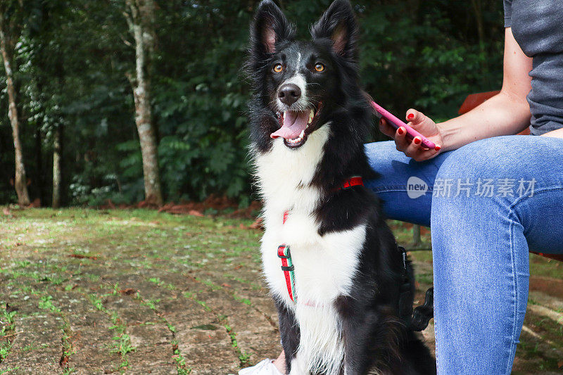 公园里的边境牧羊犬