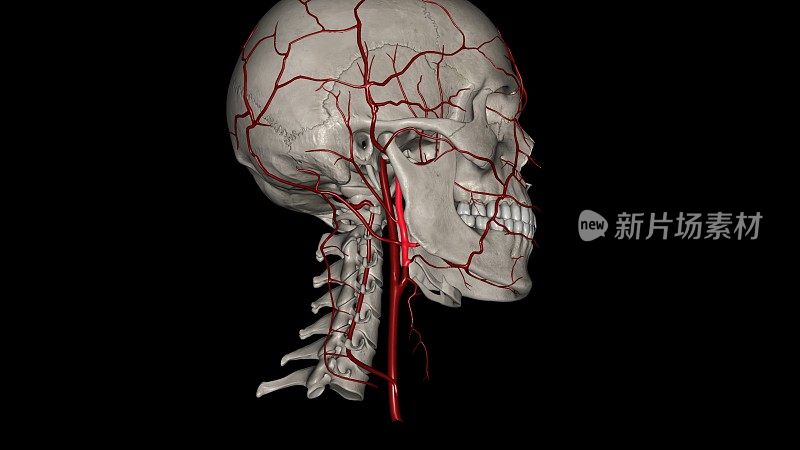 颈外动脉是头颈部的主要动脉。它起源于颈总动脉